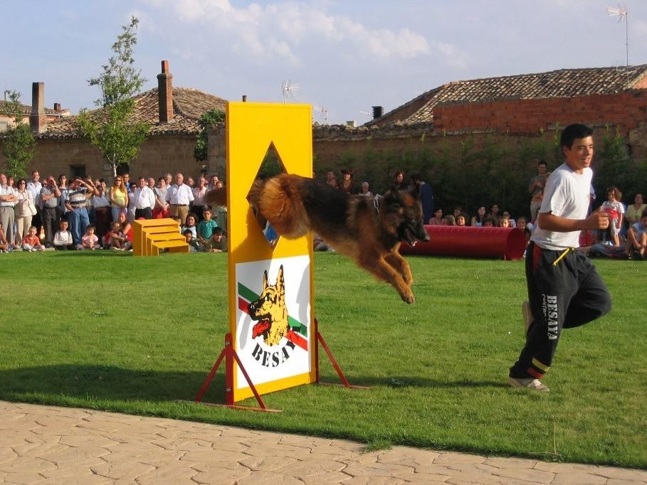 Perros